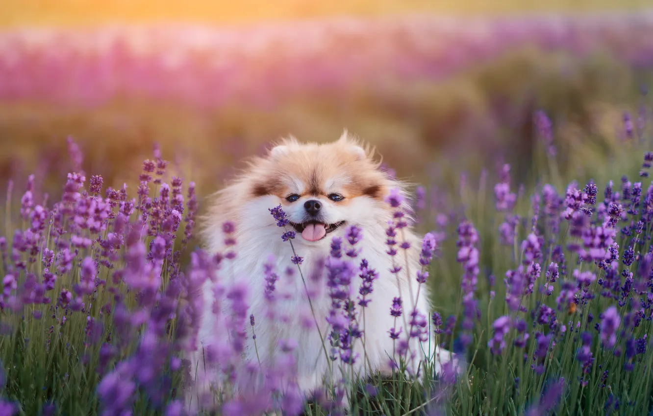 Photo wallpaper look, pose, dog, face, Spitz