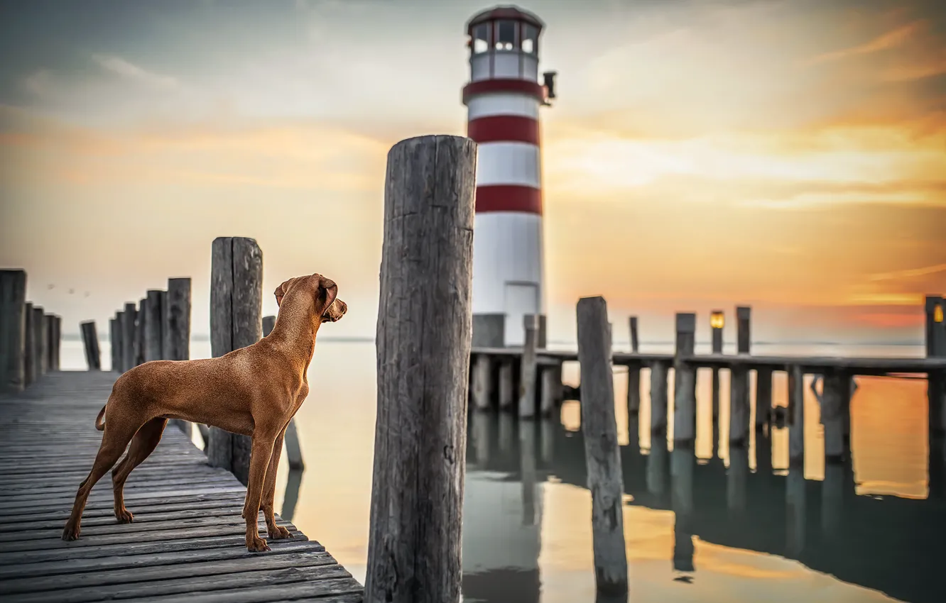 Photo wallpaper sea, sunset, lighthouse, dog