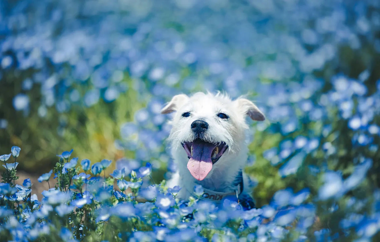 Photo wallpaper field, language, white, look, light, flowers, nature, pose