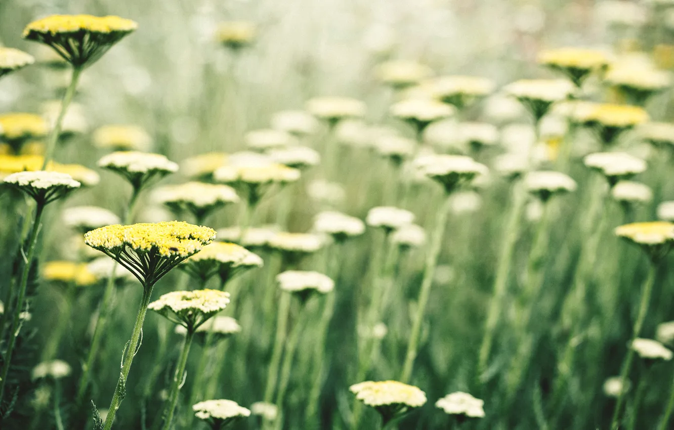 Photo wallpaper flowers, plant, sun -, Sun-worshippers