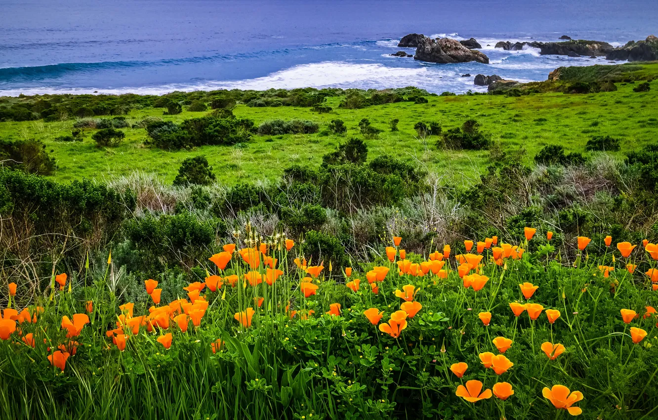 Photo wallpaper sea, wave, flowers, shore, shrub, Escholzia