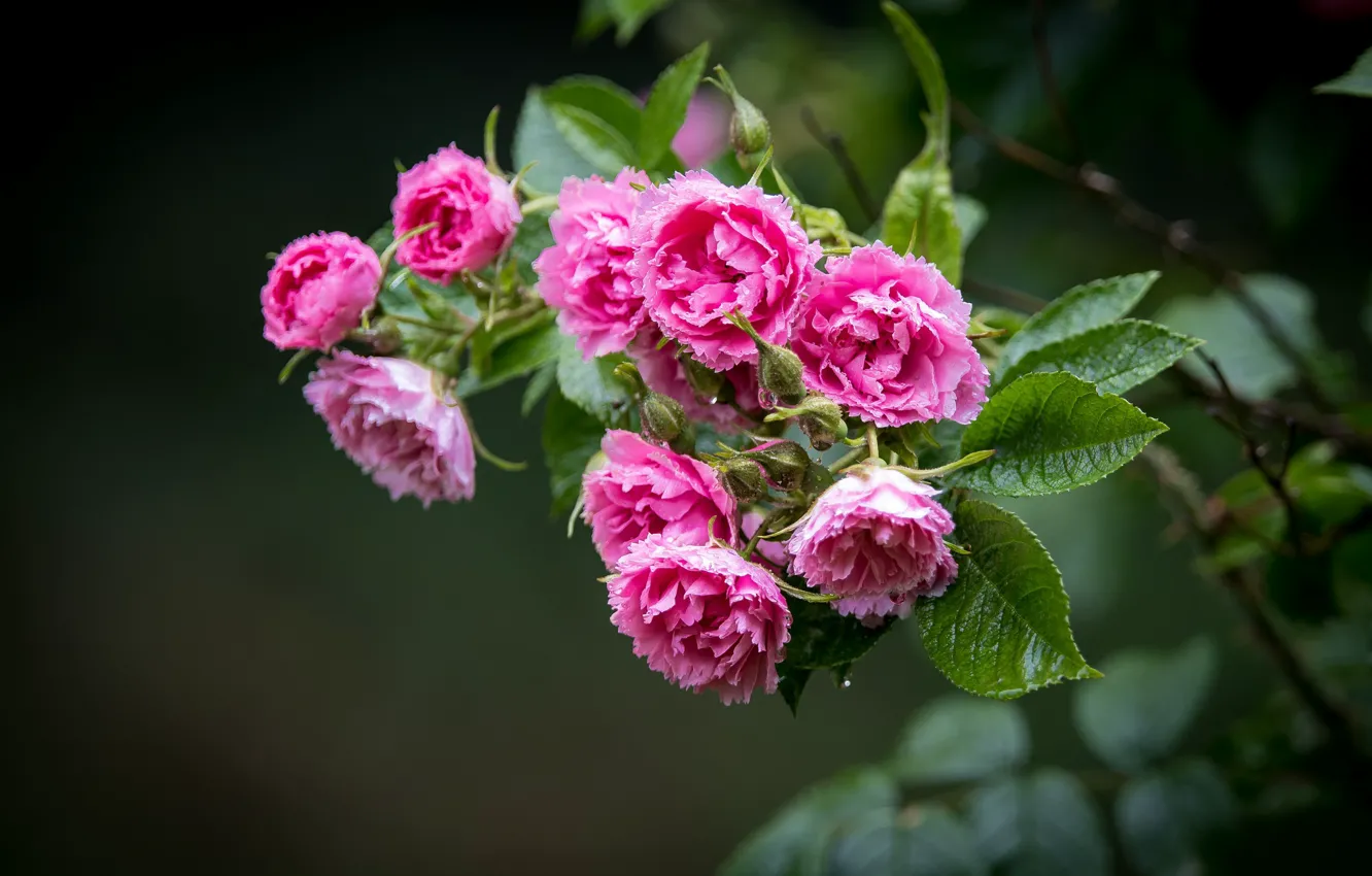 Photo wallpaper flowers, roses, branch