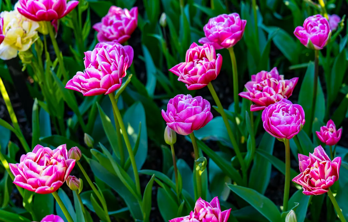 Photo wallpaper flowers, bright, spring, tulips, pink, flowerbed