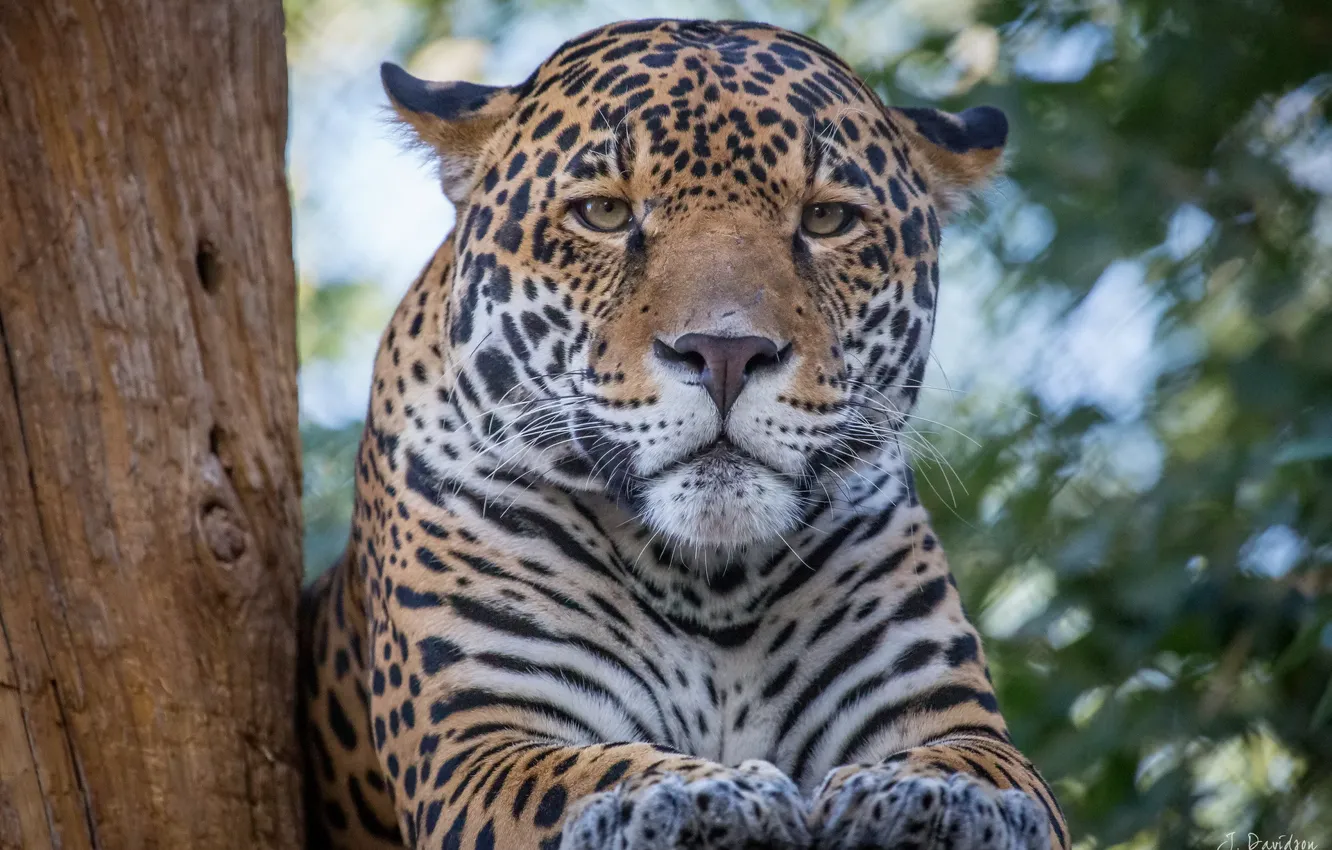 Photo wallpaper mustache, look, face, stay, predator, paws, Jaguar