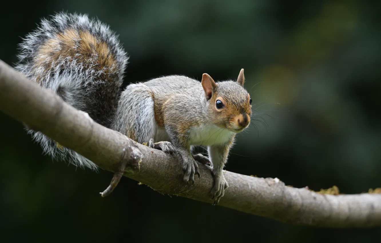 Photo wallpaper branches, animal, protein, tail, wildlife, rodent, mammal, Little animal