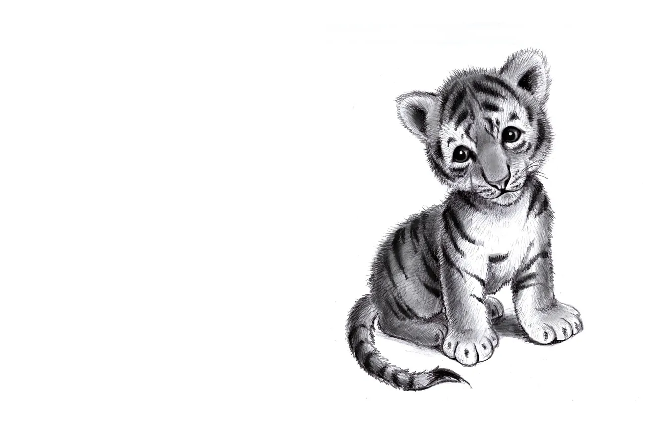 Photo wallpaper sadness, art, pencil, tiger, children's