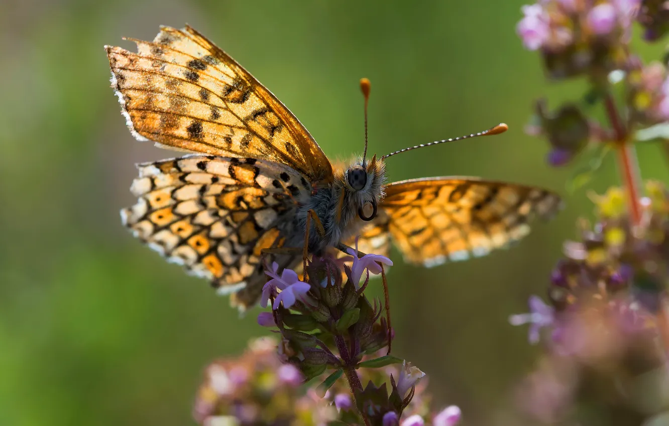 Photo wallpaper macro, light, flowers, yellow, green, background, butterfly, insect