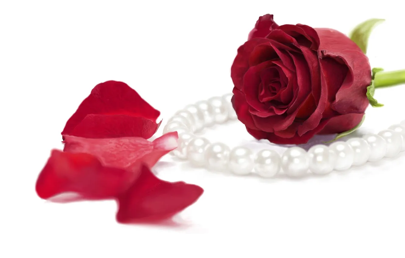 Photo wallpaper red, roses, petals, art, pearl, beads, beads