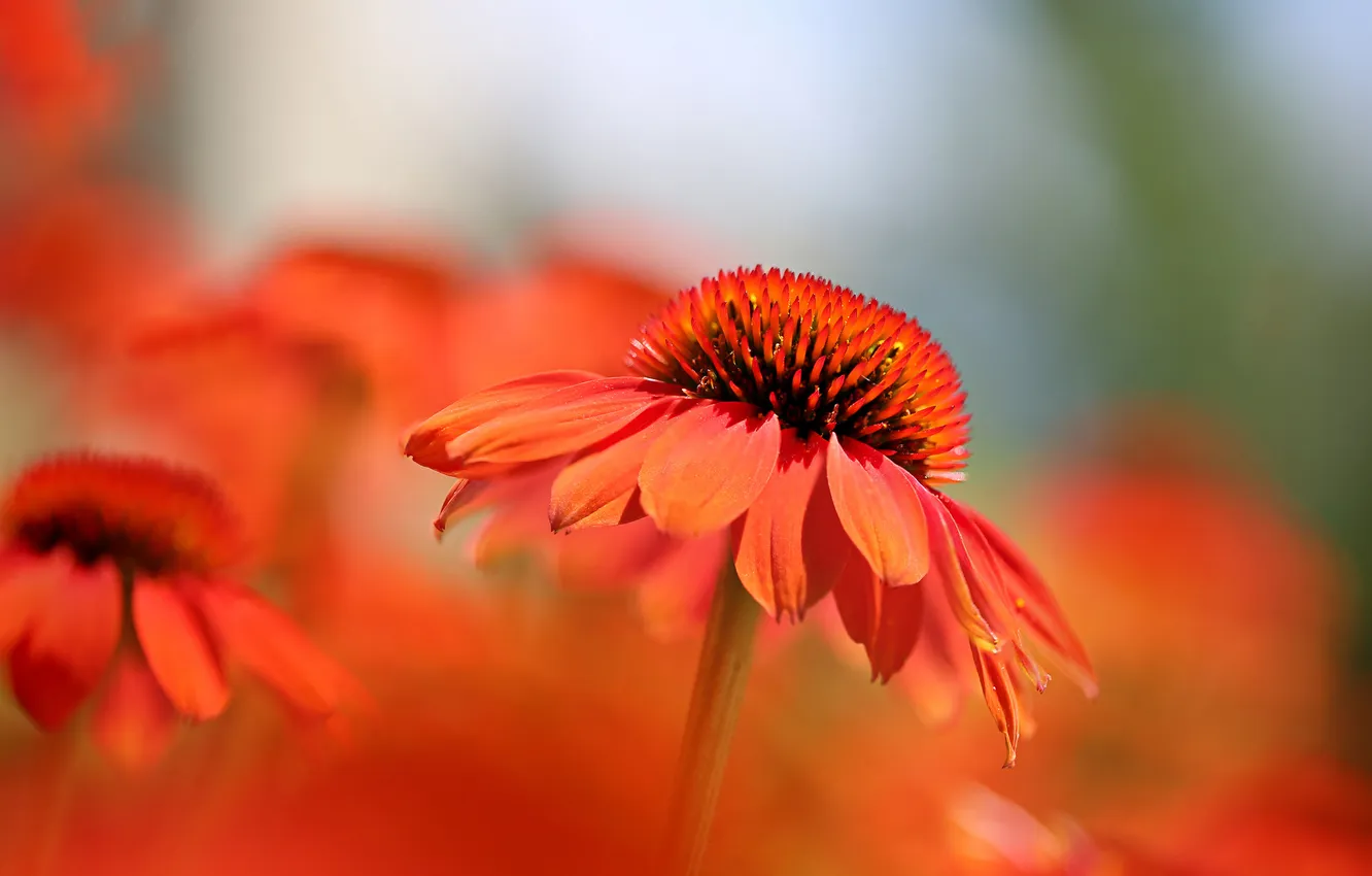 Photo wallpaper macro, paint, petals, Echinacea