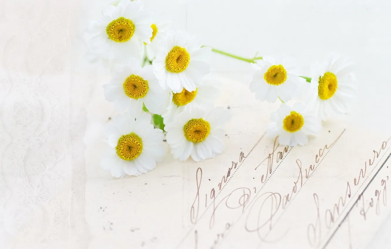 Photo wallpaper letter, flowers, chamomile, postcard, handwriting