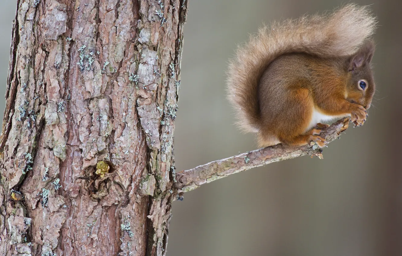 Photo wallpaper trees, protein, trunk, bitches