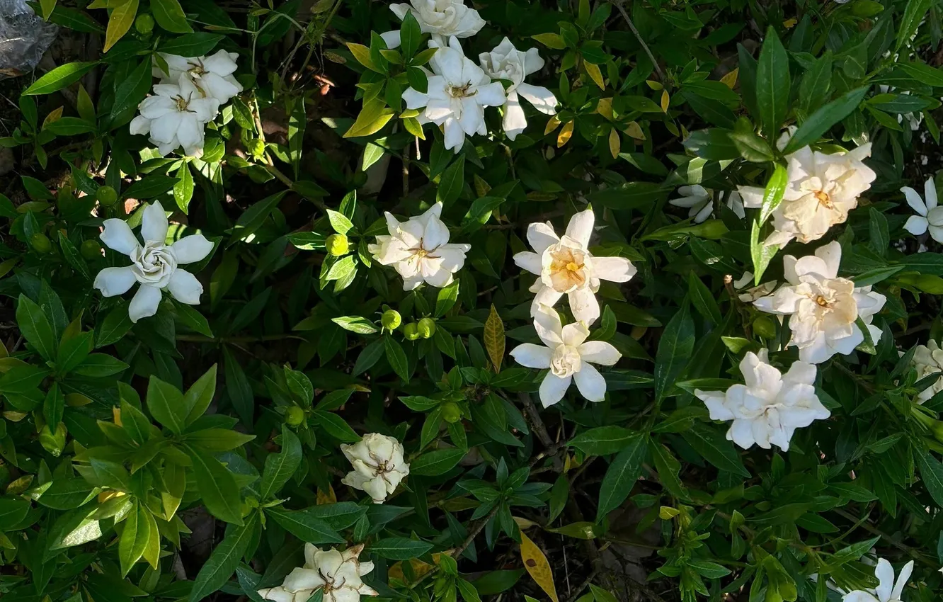 Photo wallpaper greens, flowers, white flowers
