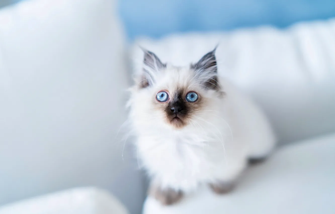 Photo wallpaper look, kitty, blue eyes, Burmese
