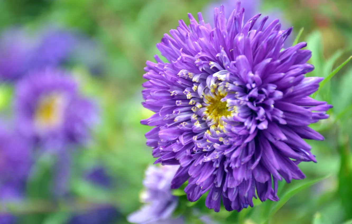 Photo wallpaper purple, flowers, green, asters