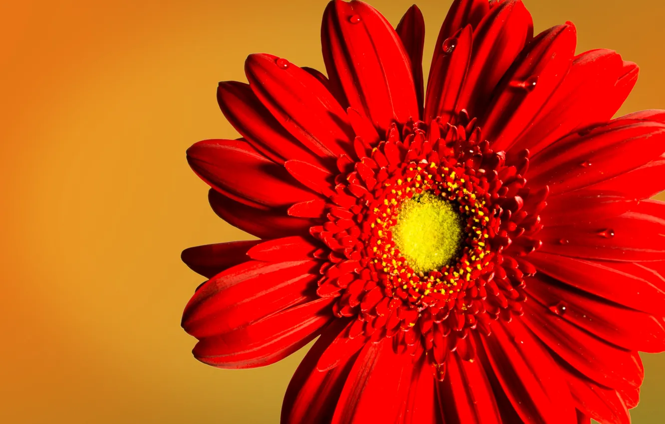Photo wallpaper macro, flowers, red, gerbera