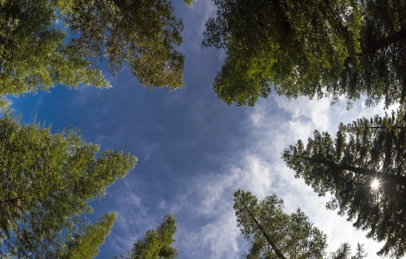 Photo wallpaper the sky, trees, Sequoia