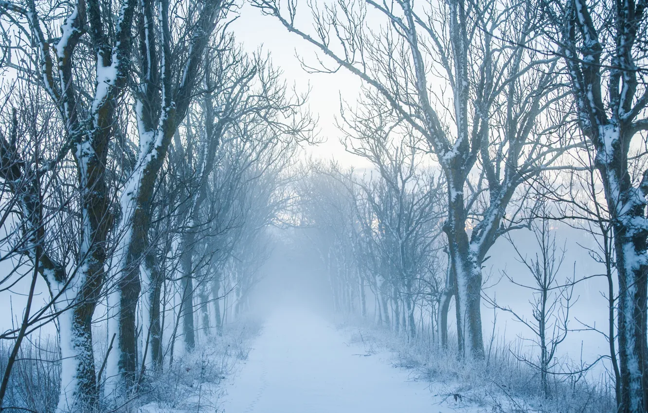 Photo wallpaper road, autumn, fog