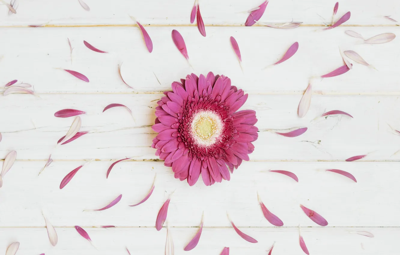 Photo wallpaper flowers, petals, gerbera