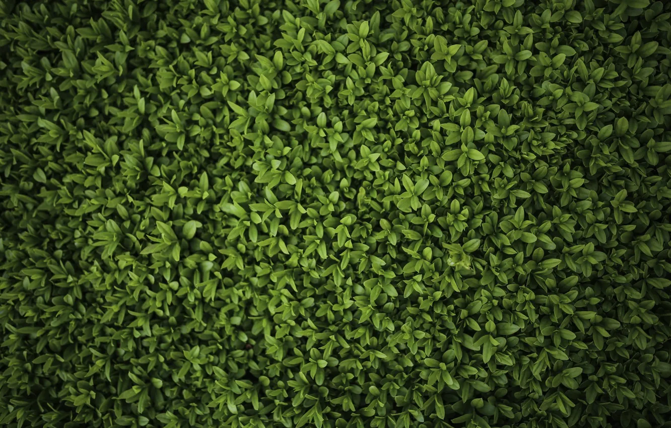 Photo wallpaper green, Grass, leaves, drops
