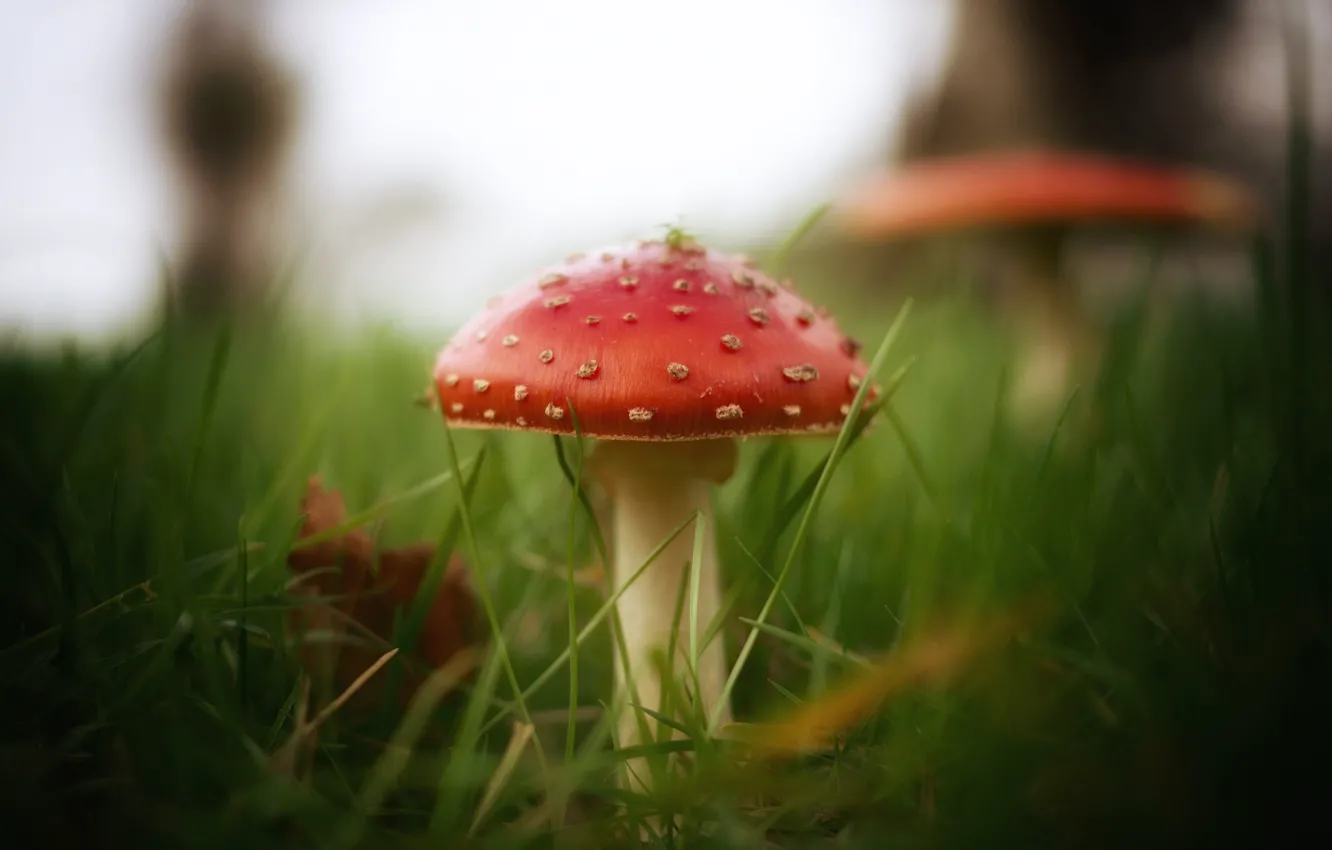 Photo wallpaper grass, mushrooms, mushroom, bokeh