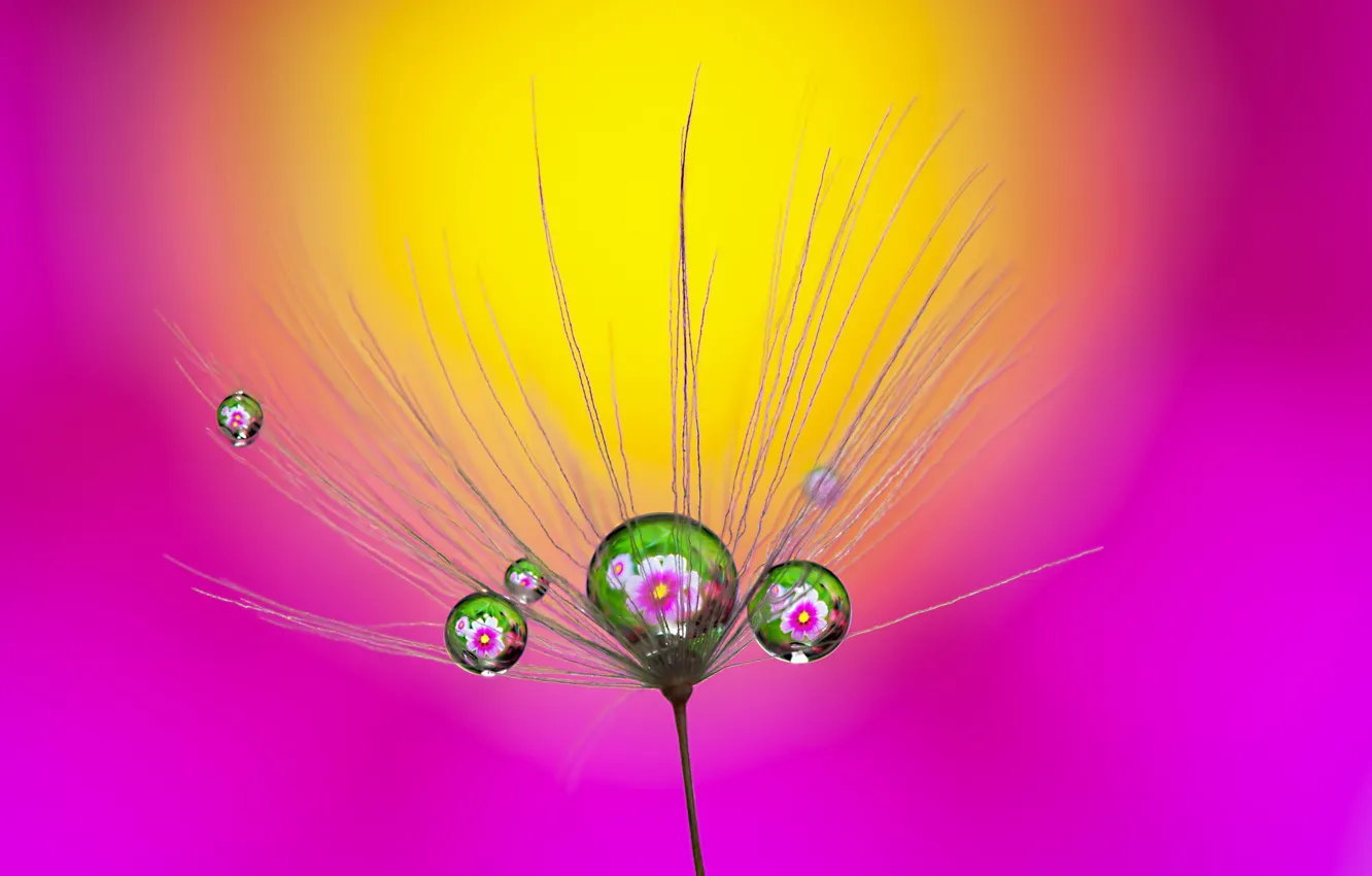 Photo wallpaper water, drops, macro, nature, fantasy, plant, beauty, Association