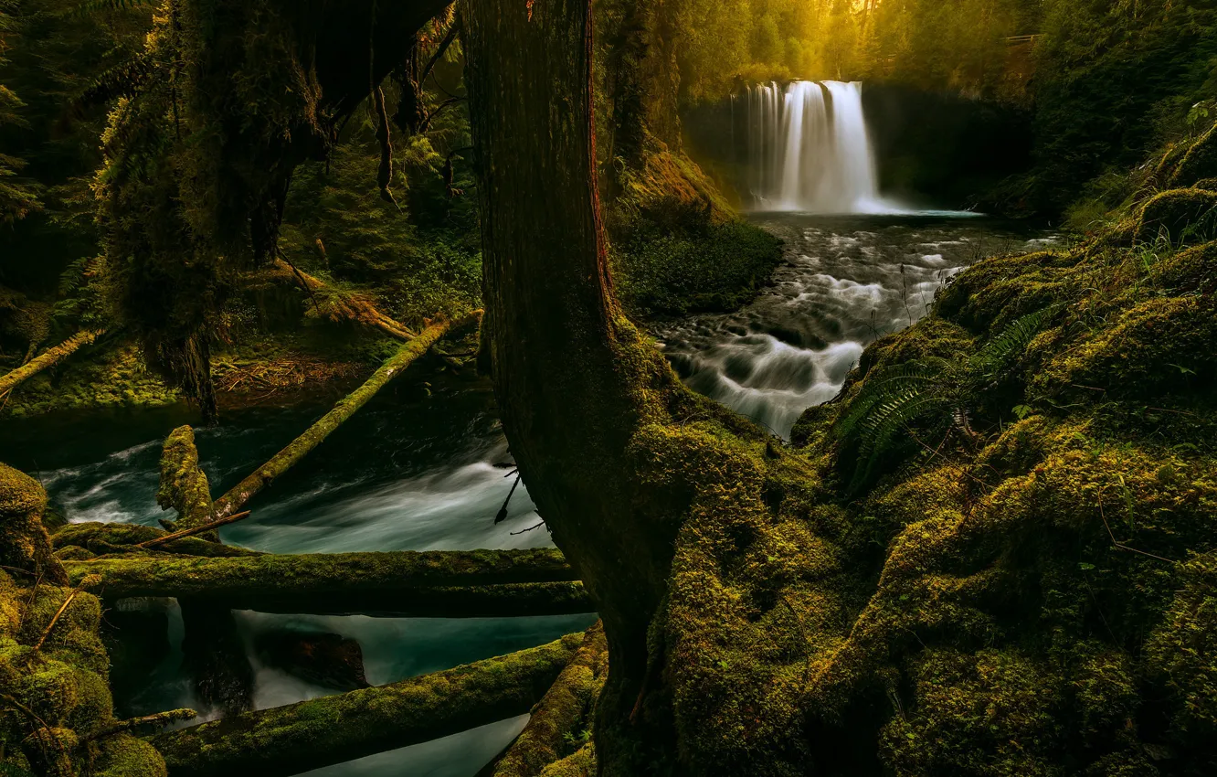 Photo wallpaper forest, river, waterfall, moss, Oregon, Oregon, logs, McKenzie River