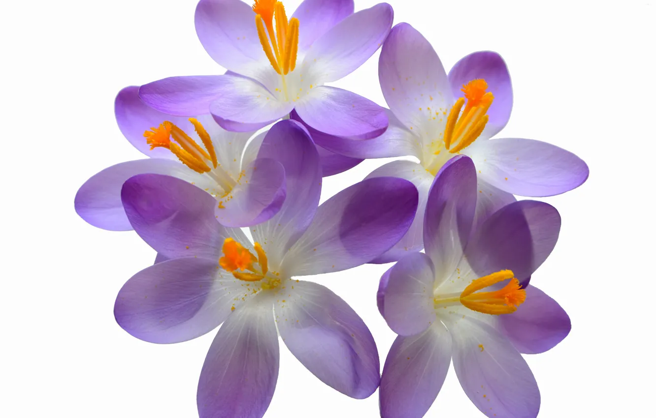 Photo wallpaper macro, petals, crocuses, stamens