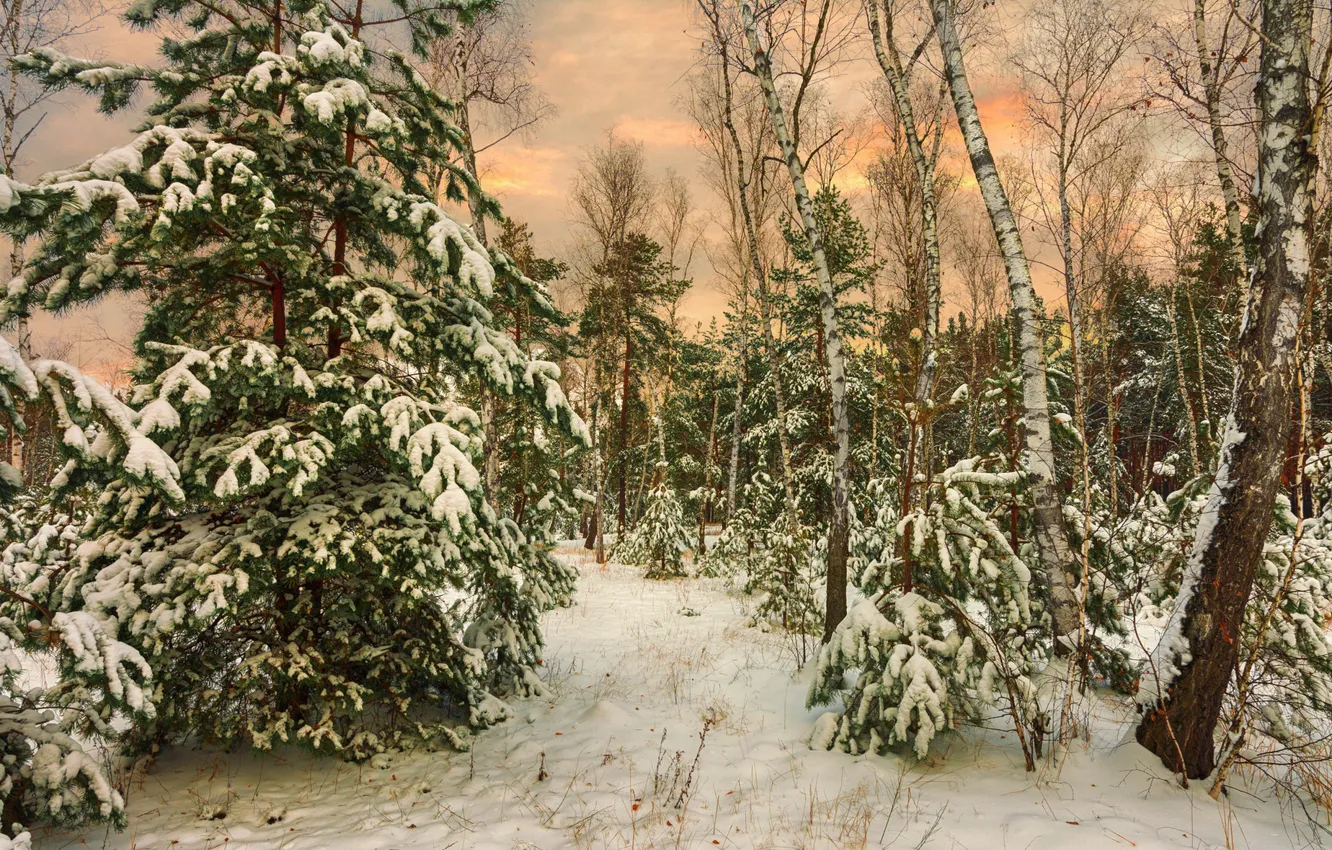 Photo wallpaper forest, snow, tree