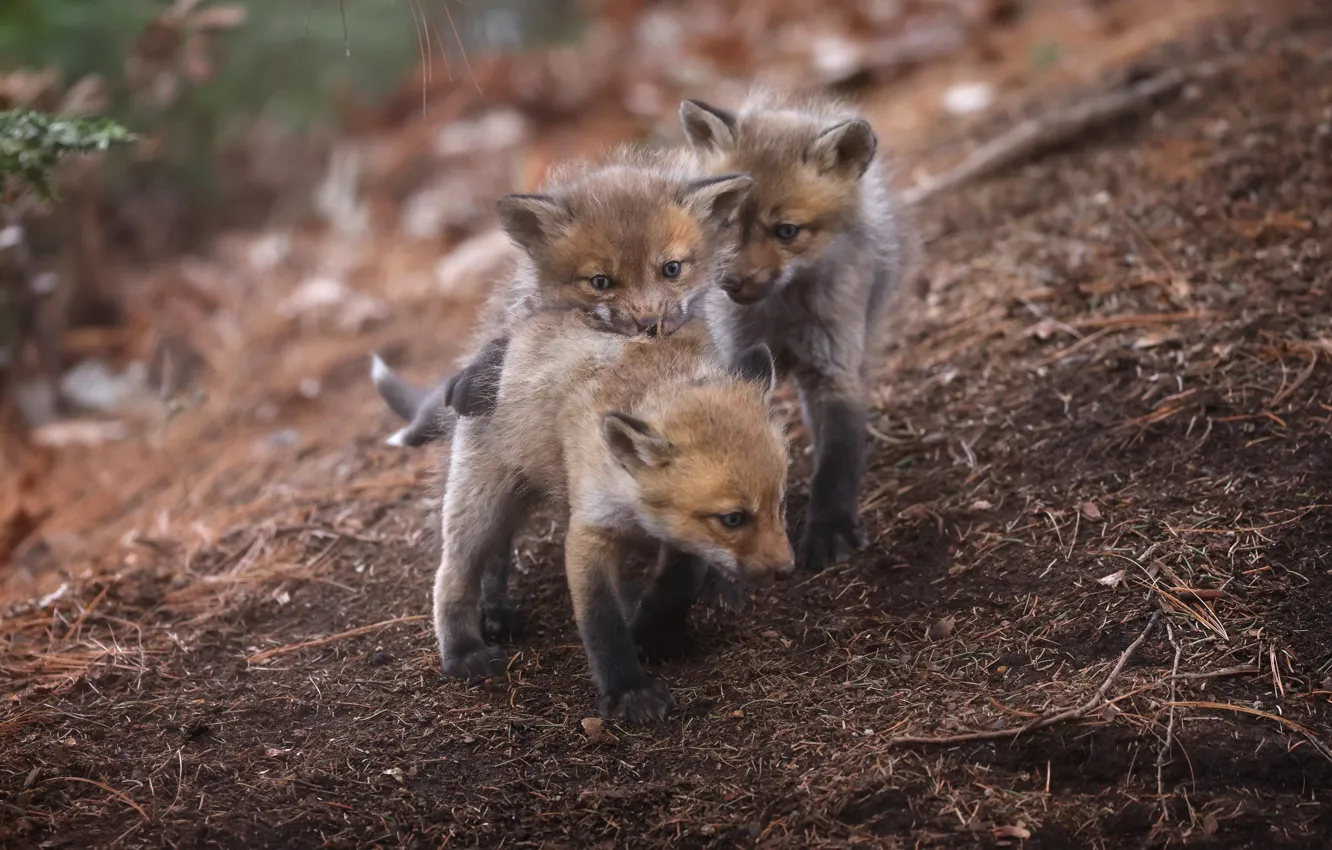 Photo wallpaper baby, Fox, cub, trio, the ground, Fox, brood, three Fox