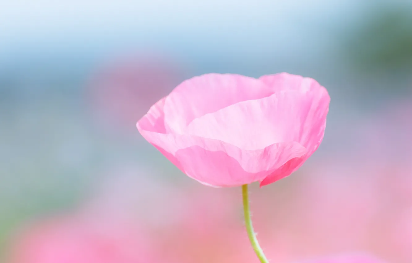Photo wallpaper field, macro, flowers, Mac, blur, pink
