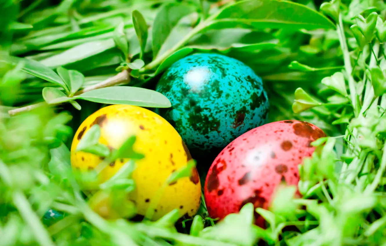 Photo wallpaper greens, macro, eggs, Easter, socket, Easter, eggs, painted eggs