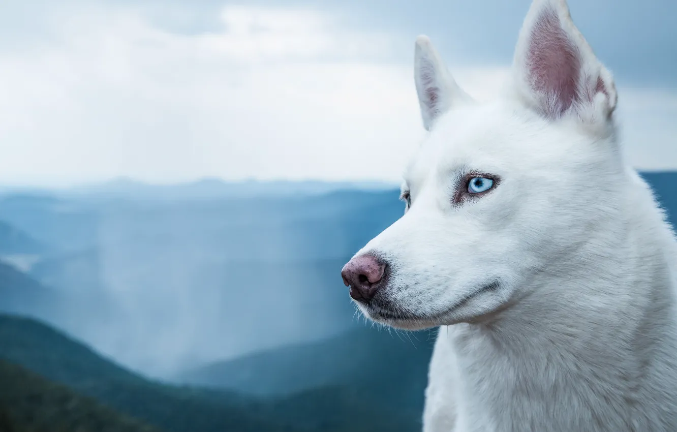 Photo wallpaper white, breed, dog
