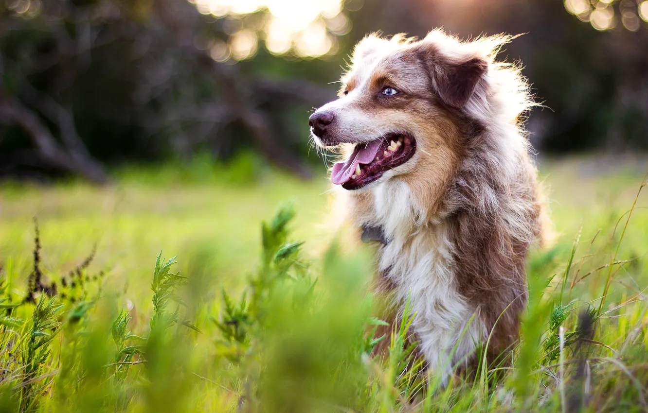 Photo wallpaper nature, each, dog