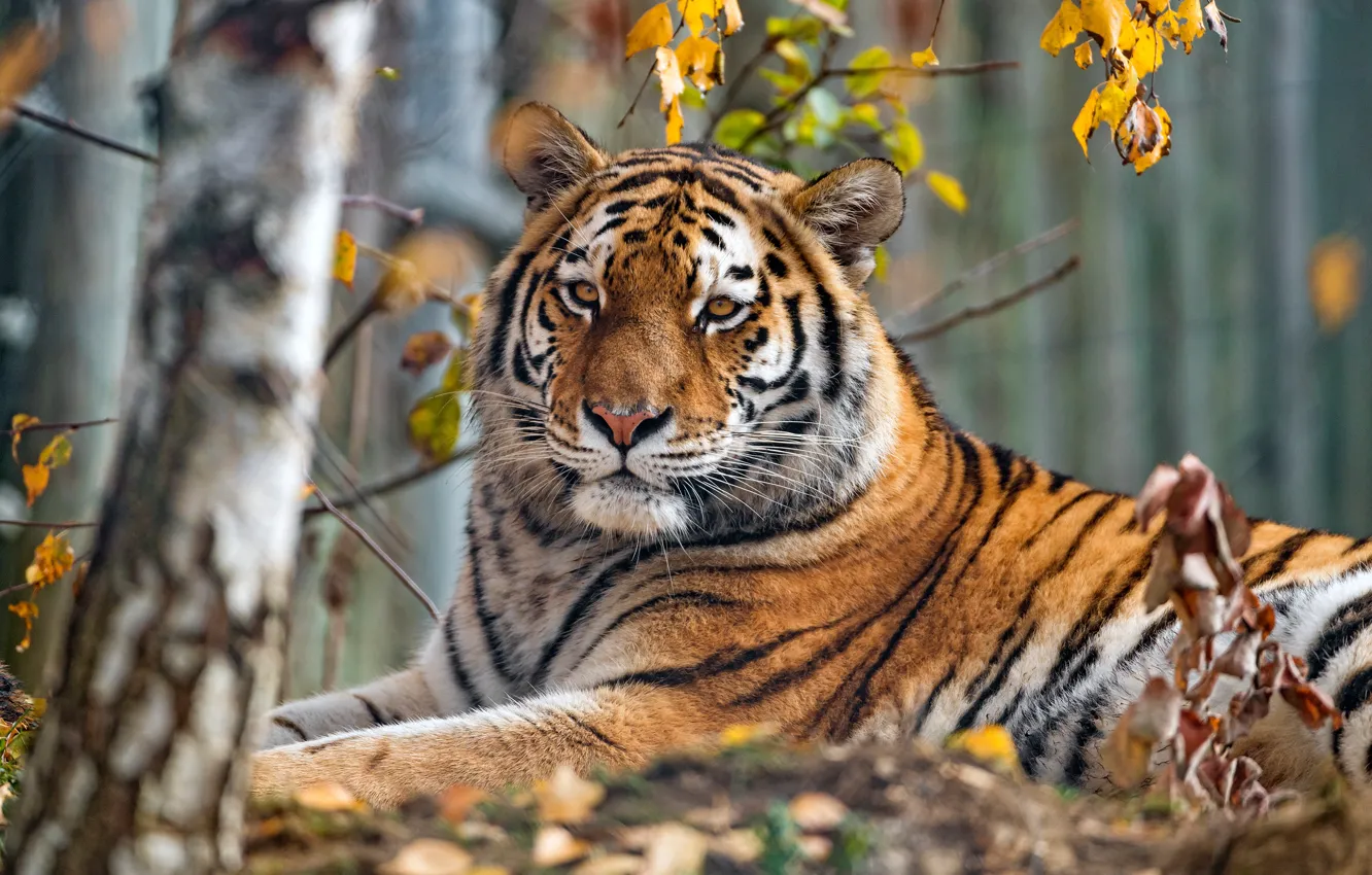 Photo wallpaper autumn, look, face, leaves, trees, branches, nature, tiger