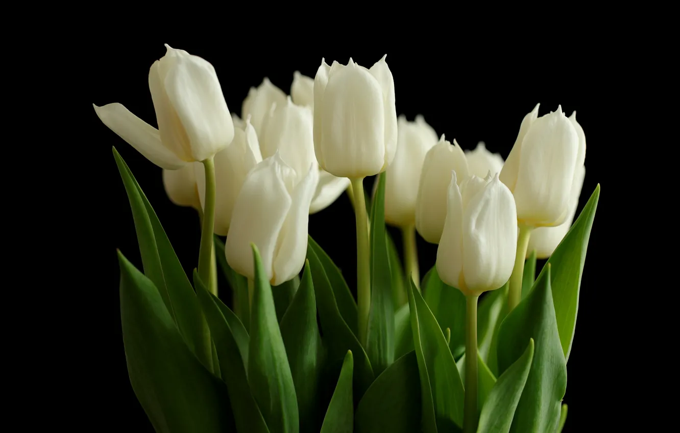 Photo wallpaper flowers, bouquet, tulips, white, black background