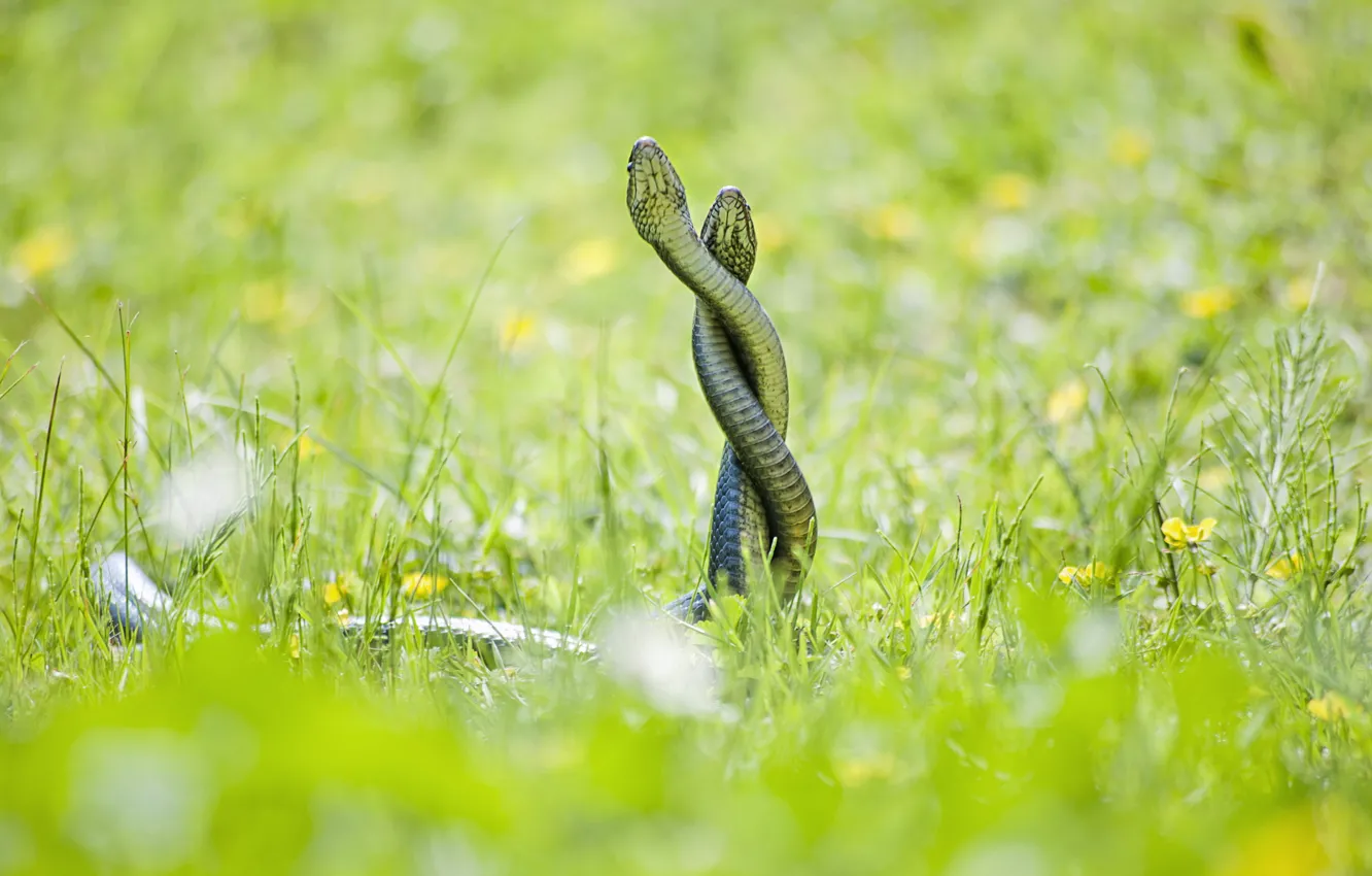 Photo wallpaper snakes, nature, background