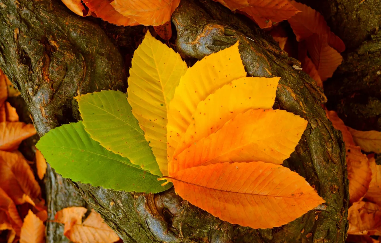 Photo wallpaper autumn, leaves, colors, autumn, leaves