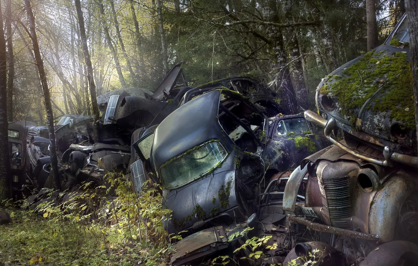 Photo wallpaper machine, forest, scrap