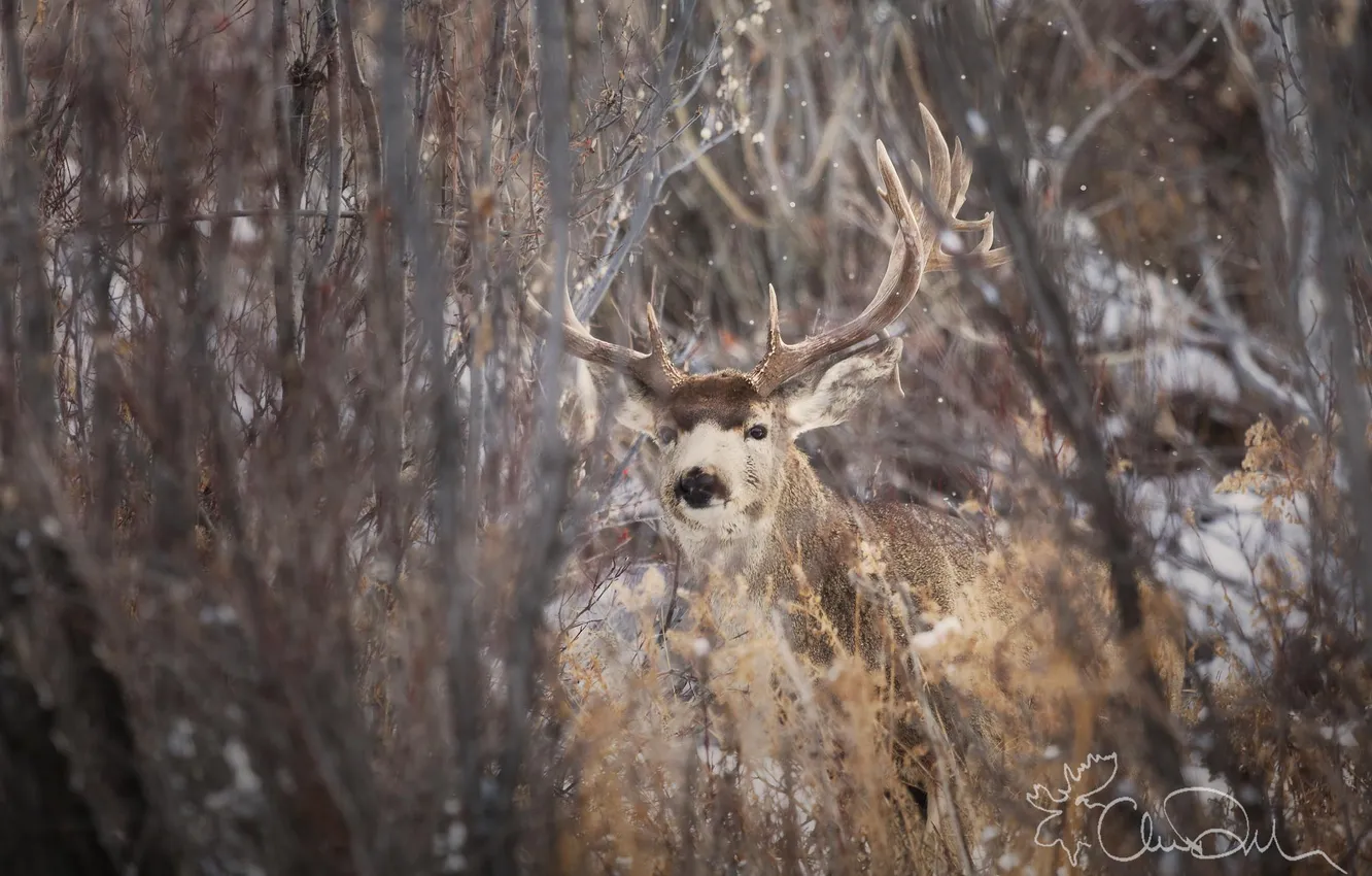 Photo wallpaper autumn, nature, animal, deer, reserve