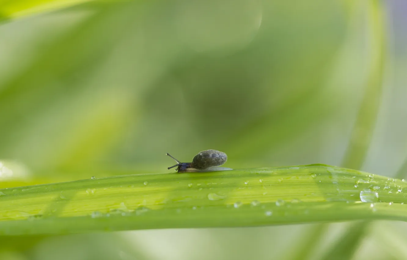 Photo wallpaper leaves, nature, snail