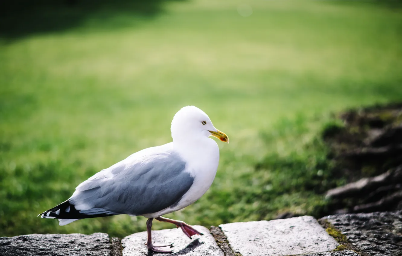 Photo wallpaper bird, seagulls, legs, feathers