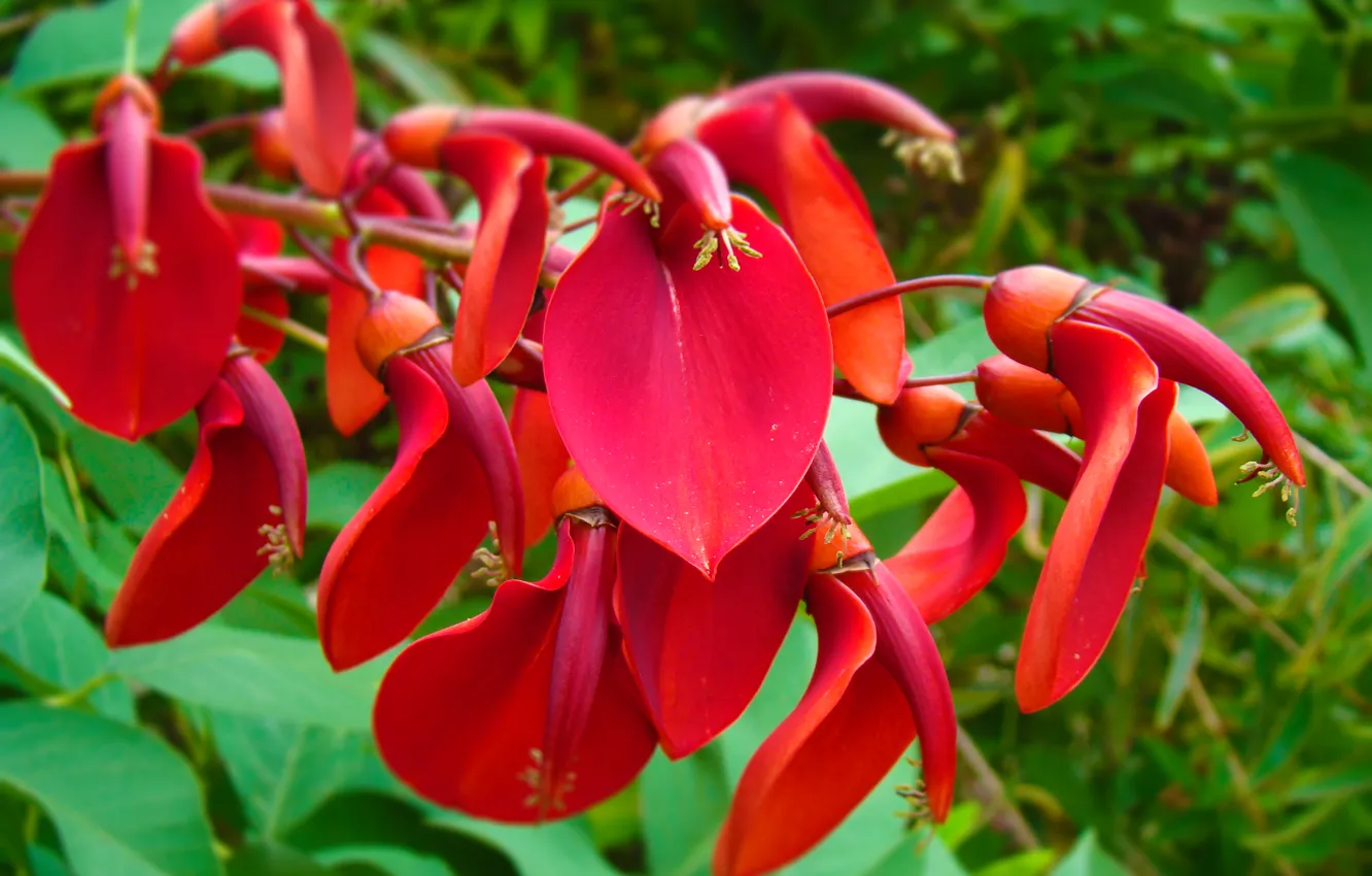 Photo wallpaper greens, summer, flowers, nature, green, petals, stamens, raspberry