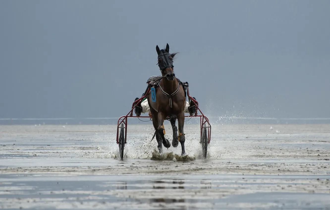 Photo wallpaper horse, race, sport, running, team