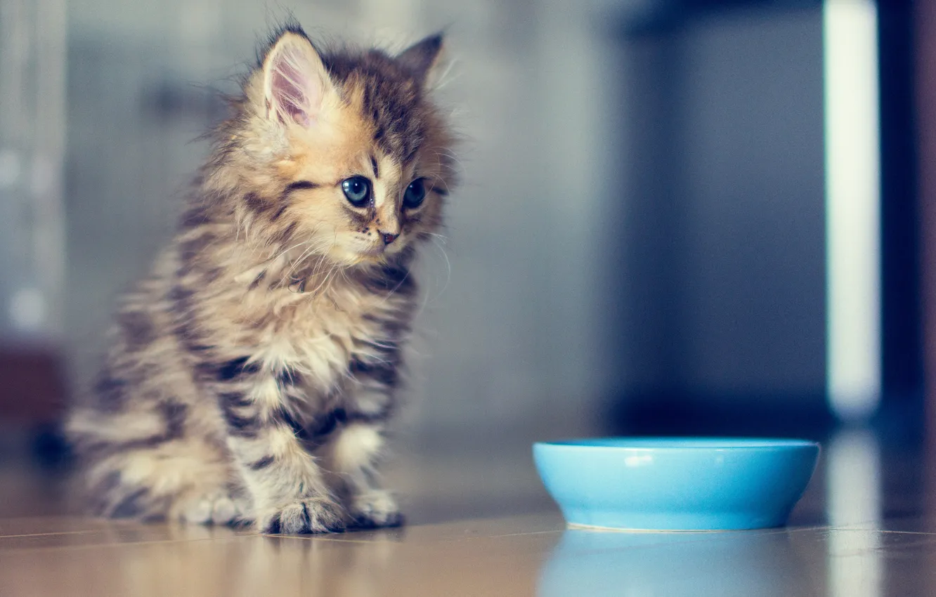 Photo wallpaper bowl, kitty, Daisy, © Ben Torode