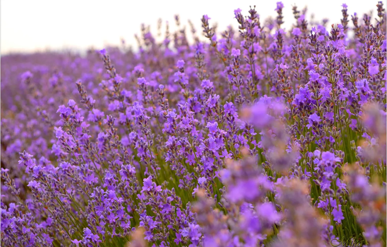 Photo wallpaper Lavender, Lavender, Lavender field