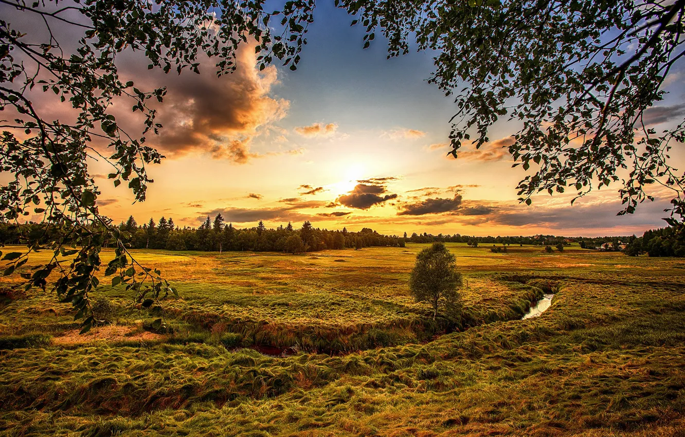 Photo wallpaper field, forest, the sky, grass, the sun, clouds, trees, sunset