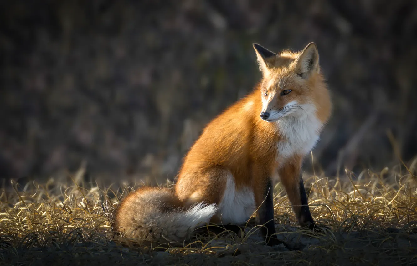 Photo wallpaper Fox, beauty, red