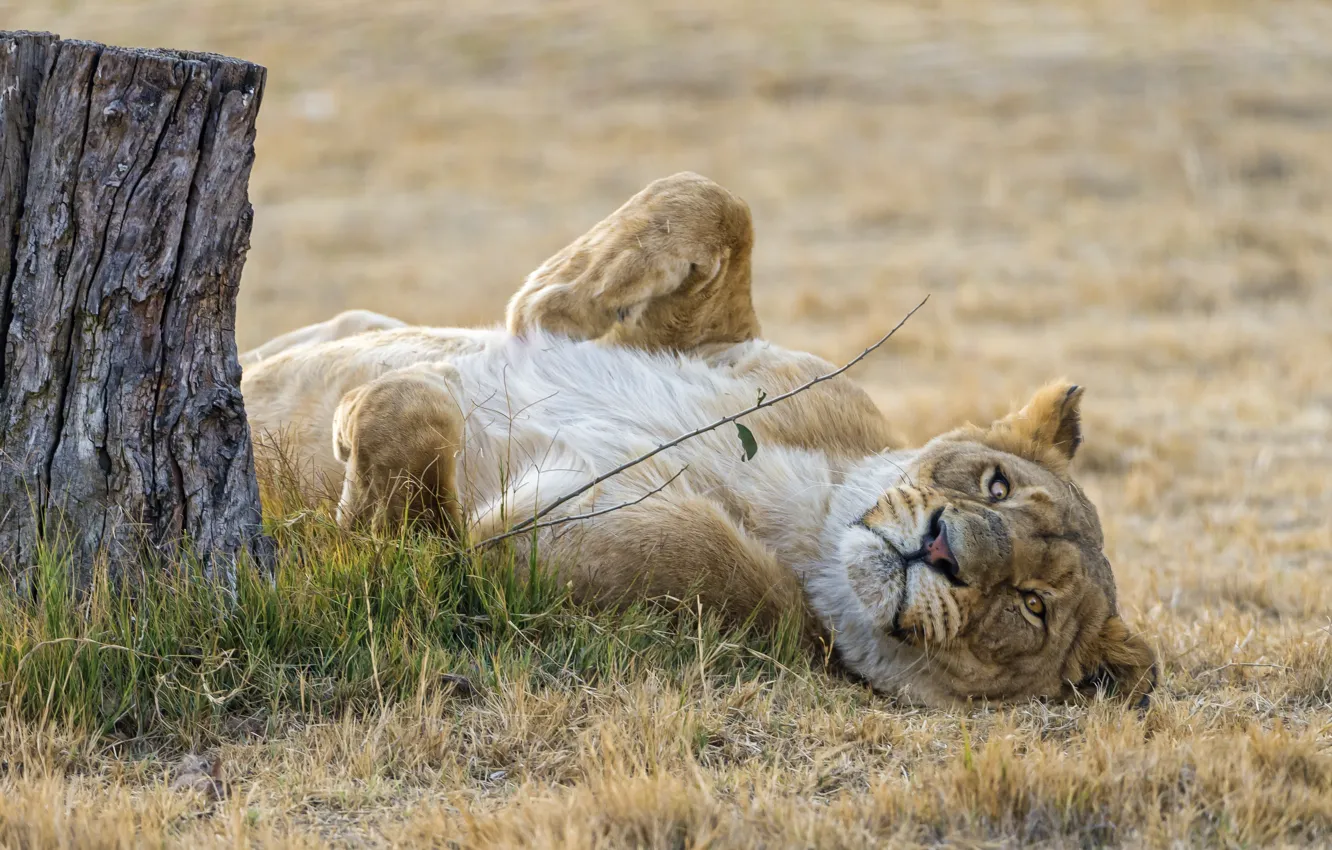 Photo wallpaper cat, grass, stay, stump, lioness, ©Tambako The Jaguar
