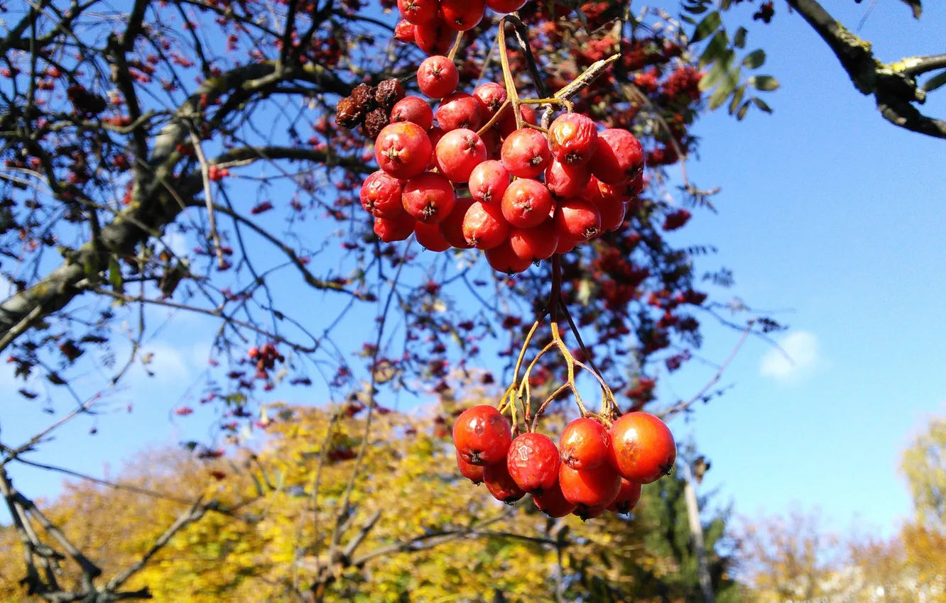 Photo wallpaper autumn, red, red, nature, Rowan, autumn, macro, tree