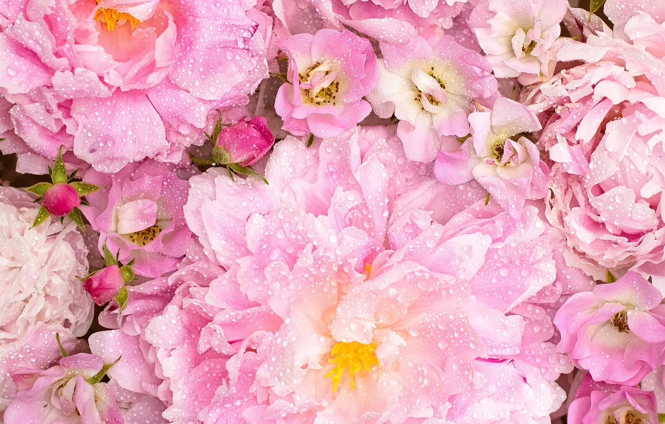 Photo wallpaper drops, macro, roses, pink, buds, peonies